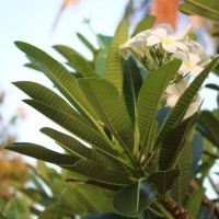 Plumeria obtusa L.